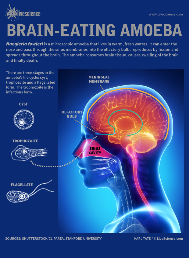 Brain Eating Amoeba In Your Tap Water  What You Can Do Now